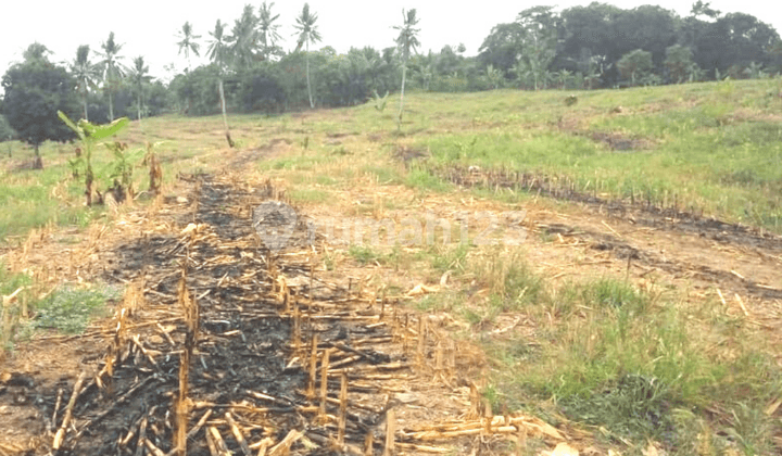 Tanah Lampung Selatan