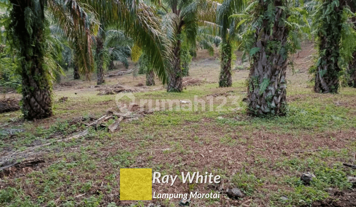 Tanah Kebun Sawit Lampung Selatan