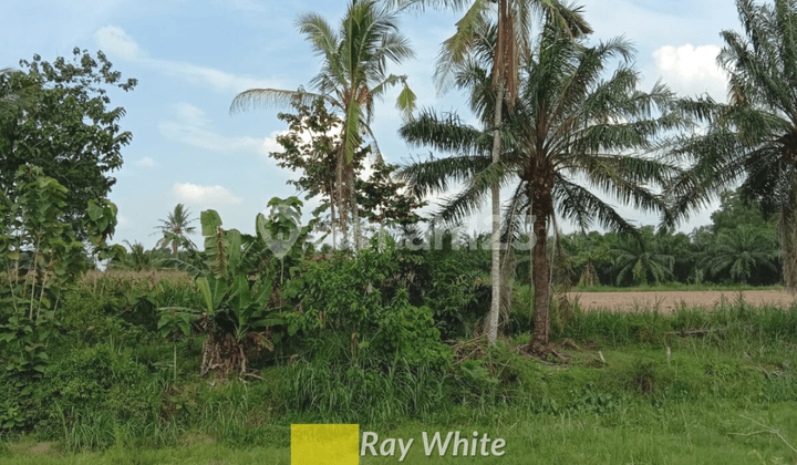 Tanah Jati Agung Lampung Selatan