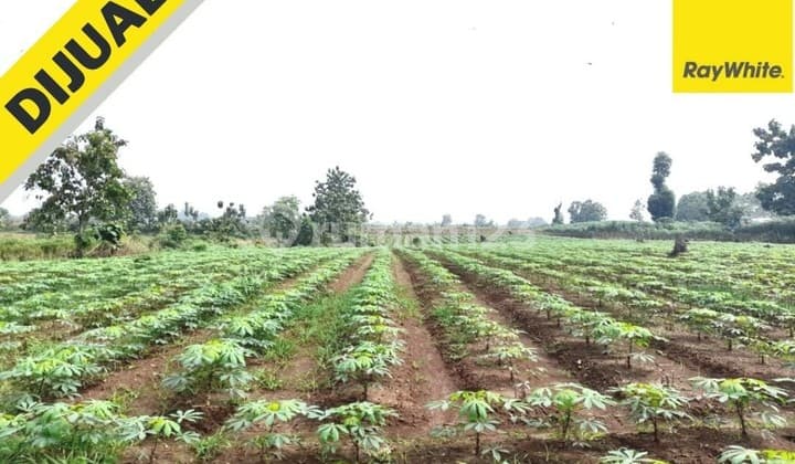 Tanah Lampung Tengah