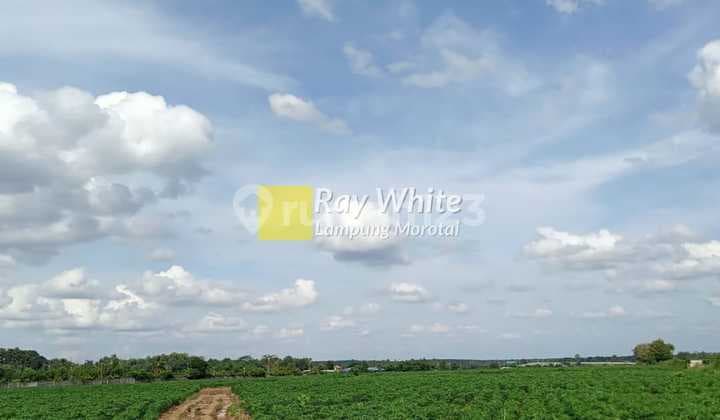 Dijual Tanah di Gunung Sugih Lampung Tengah