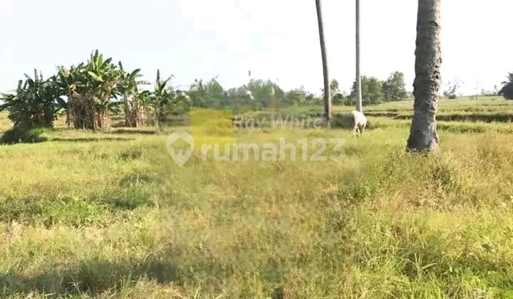 tanah 4 hektar di natar lampung selatan