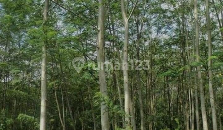 kebun jati dan sengon 1,4 ha di way kanan