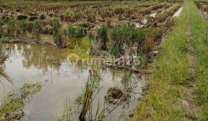 Miliki Sawah Irigasi di Area Pemukiman dan Perumahan