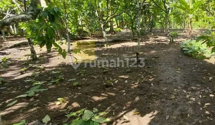 Di Tanah Kebun Produktif ch