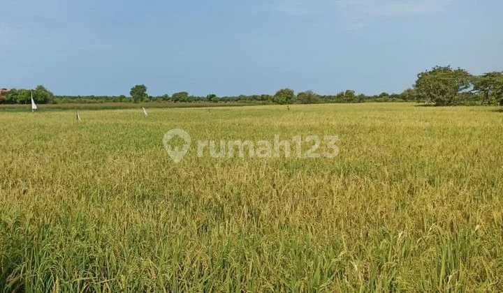 Land for Sale in Pusakanagara Subdistrict, Subang Regency, West Java Province Land for Sale in Pusakanagara Subdistrict, Subang Regency, West Java Province