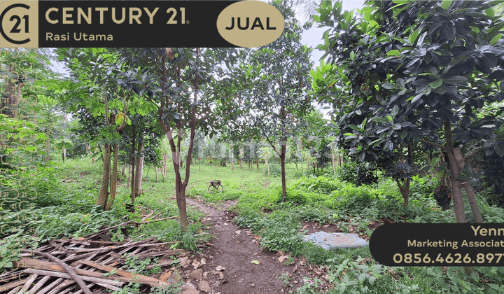 Dijual Tanah Perkebunan Datar di Lebaksiu Tegal Jawa Tengah