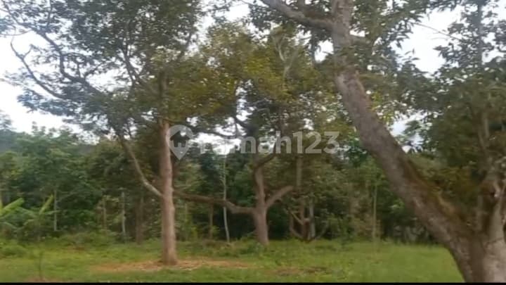 Kebun Duren Monthong di Carita 70Ha Seharga 150Ribu/Meter