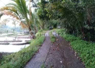 Kebun Kopi dan Buah Buahan Kec.pupuan. ******** . 20Juta/Are atau 200.000/Meter.