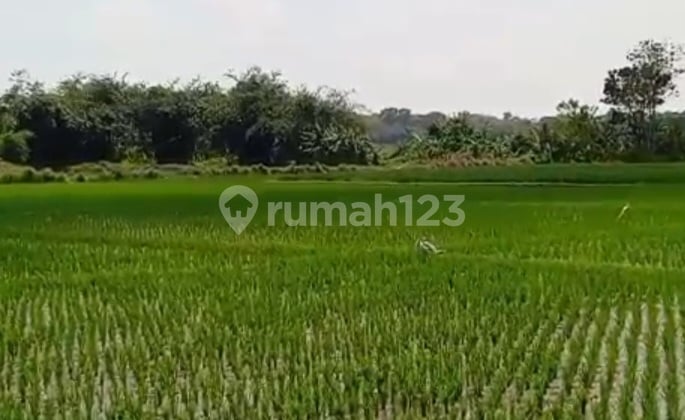 Dekat Pabrik Mobil Byd Subang 30 Mnt Dari Pintu Tol Cipaali 1Jt/Meter.