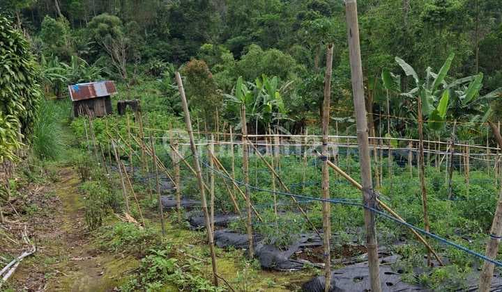 Munduk 60 Are Pinggir Aspal View Laut Kawasan Villa Buleleng Bali