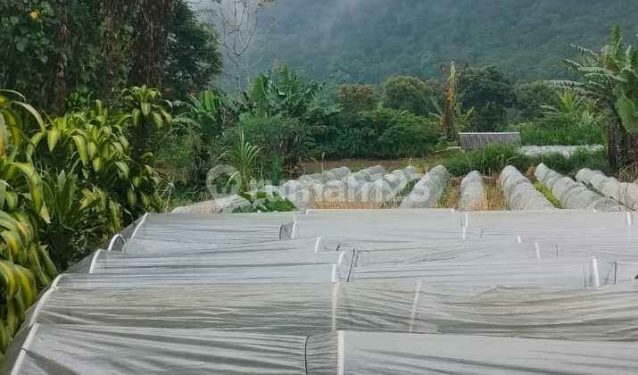 Murah Tanah 5,5 Are Datar View Golf Dan Danau Bedugul Bali