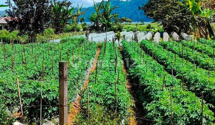 500 M² Tanah Premium Siap Bangun View Danau Buyan Buleleng Bali