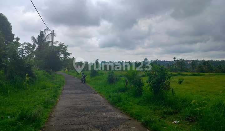 Tanah Sawah 30 Are Lokasi Bagus Jalan Beton 3 Desa di Sawan Buleleng Bali