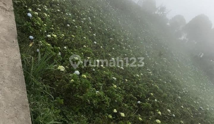 For Rent Tanah 55 are Munduk Buleleng Pinggir Jalan Untuk Villa