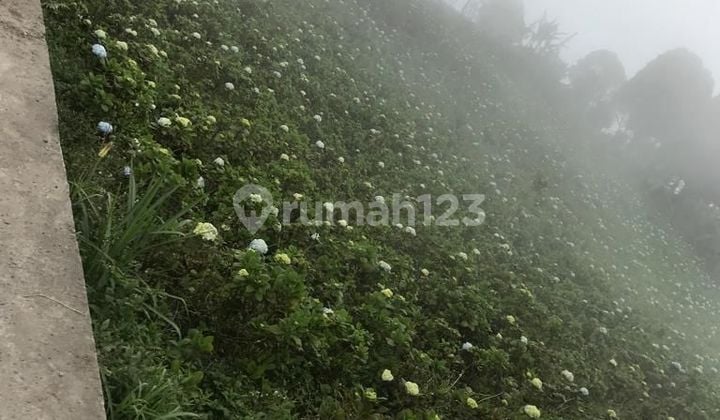 For Rent Tanah 55 are Munduk Buleleng Pinggir Jalan Untuk Villa