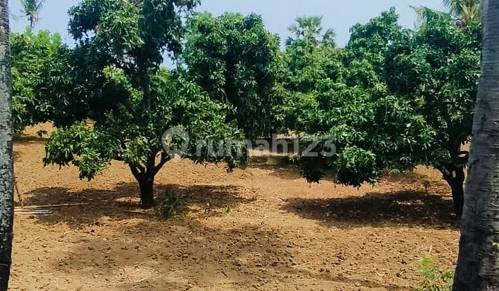 1,3 Ha Kebun Mangga 25 Juta Per Are Kubutambahan Buleleng Bali