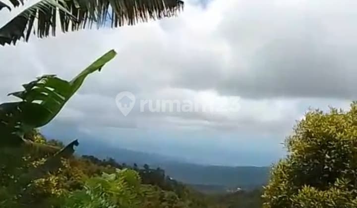 1 Hektar Pinggir Jalan Aspal View Bagus Munduk Buleleng Bali