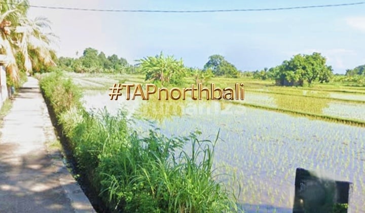 54 Rice Fields for Sale Near the Beach in Kubutambahan, Buleleng