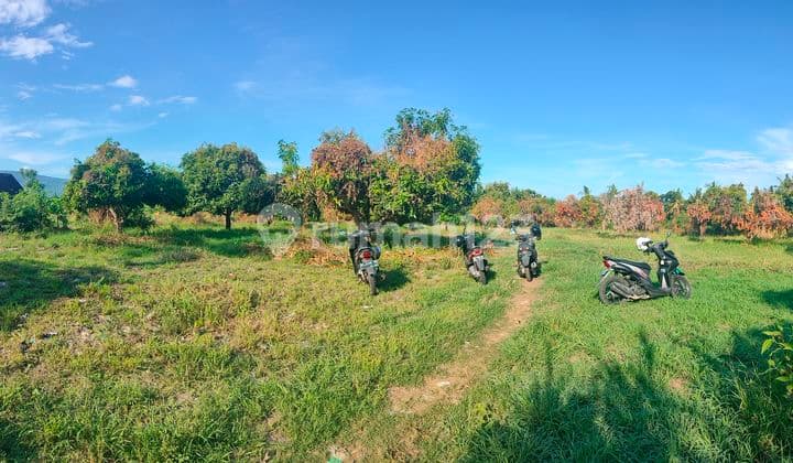 Tanah Siap Bangun 1,23 Ha Pinggir Aspal Singaraja Buleleng Bali