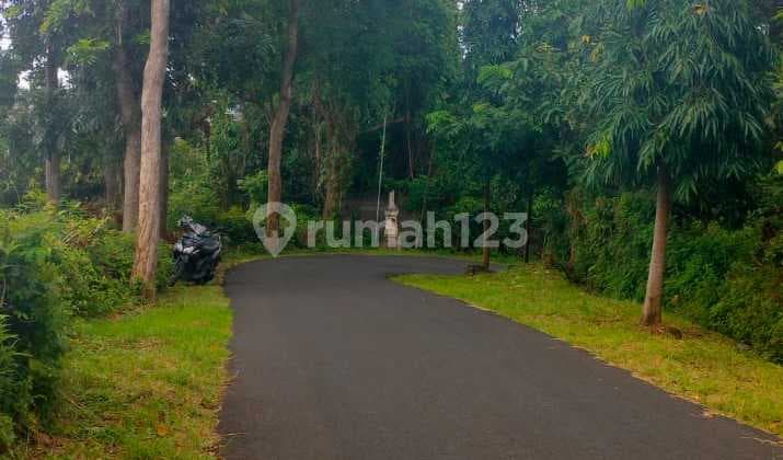 650 M² Pinggir Jalan Aspal Kayuputih Kawasan Villa Lovina Bali