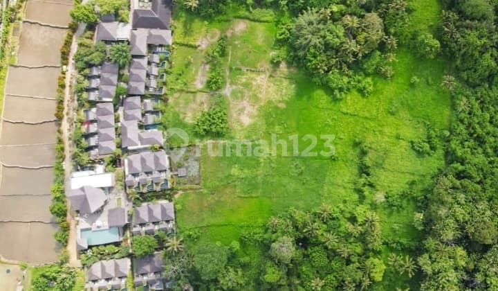 Murah! Freehold Premium Land 1 Hektar Monkey Forest Ubud Bali