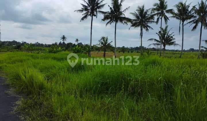 Tanah Sawah 19 Are Angantaka Abiansemal Badung