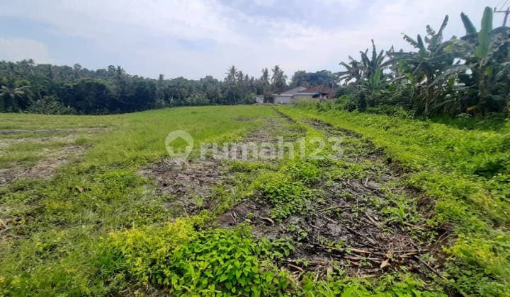 Cheap Land 32 Acres Megati Tabanan