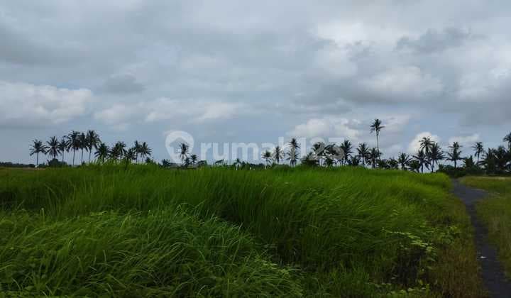 Tanah Sawah 19 Are Angantaka Abiansemal Badung
