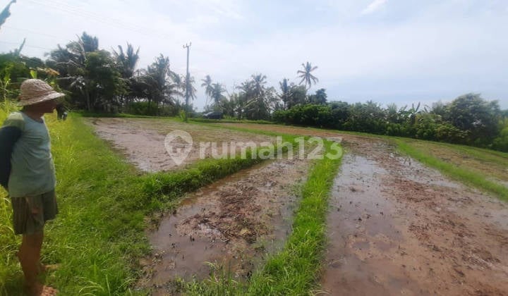 Tanah 1,06 Hektar View Sawah Gunung Selemadeg Tabanan