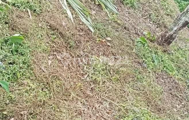 Tanah Siap Bangun Bebas Banjir 180M2 atau 490M2 Kerobokan Badung