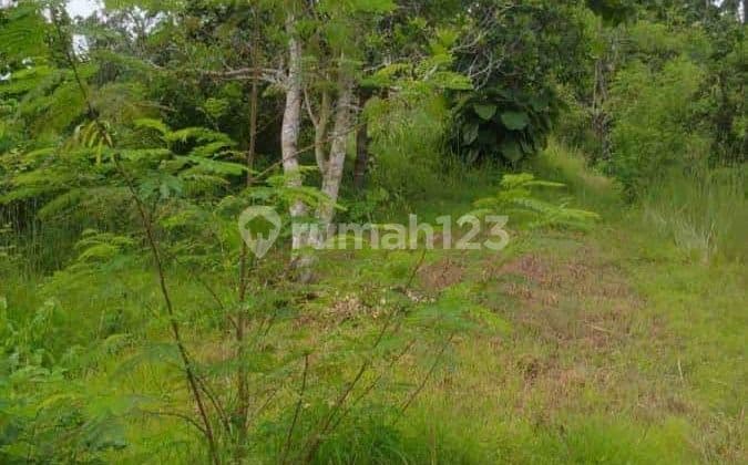 Tanah Strategis Desa Sangsit Sawan Buleleng Seluas 26229M2