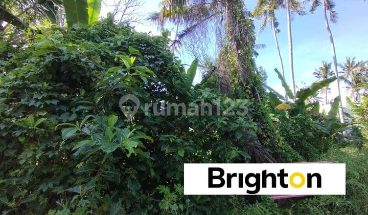 30 Tahun Tanah 1630M2 Kedungu Pasekan Tabanan