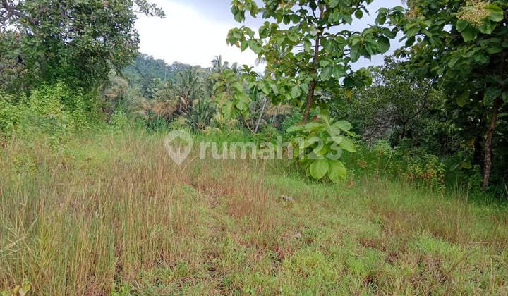 Tanah Murah 5,5 Are Harga Nego Seririt Buleleng