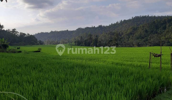Tanah 120 Are Pinggir Jalan Provinsi Busungbiu Buleleng
