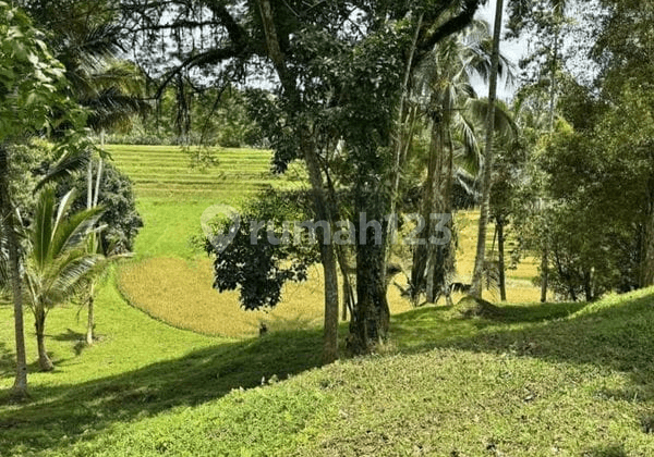 Tanah 550 Are Wanagiri Selemadeg Tabanan