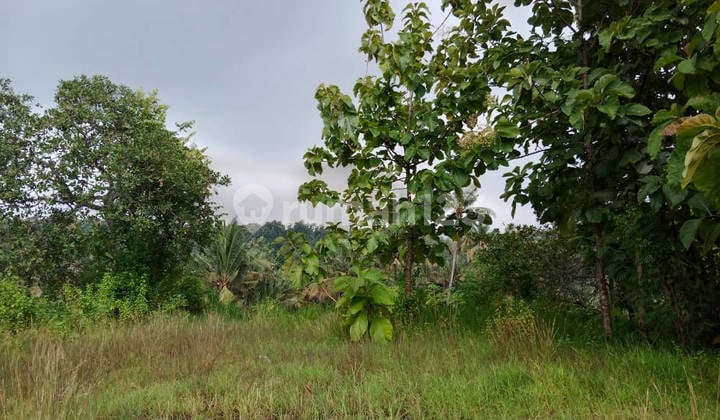 Tanah Murah 5,5 Are Harga Nego Seririt Buleleng