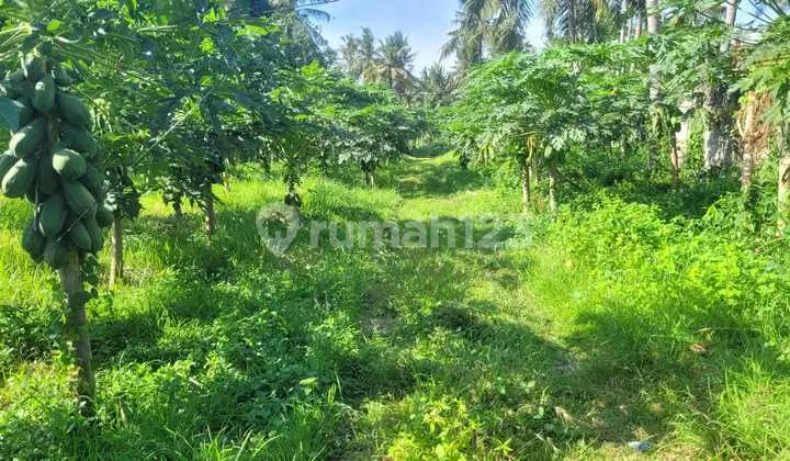 SHM Land in Rogojampi Banyuwangi, Strategic for Warehouse