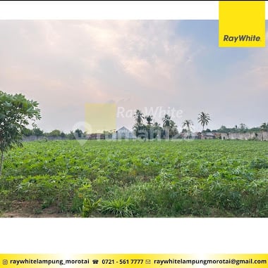 Tanah 1Hektar Pinggir Jalan Lintas Lampung Tengah