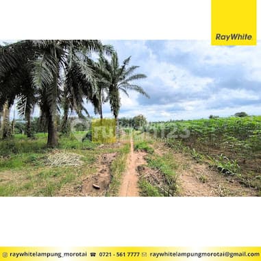 Jual tanah 4550m2 Dekat Kotabaru Itera