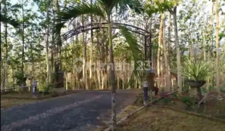 For Sale: Teak Plantation Land in Keniten Village, Kediri, Kediri