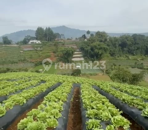 Tanah Kebun Luas di Ciputri