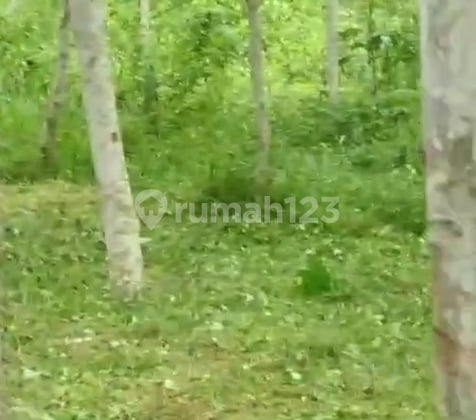 Tanah Luas dengan Pohon Alba di Padalarang