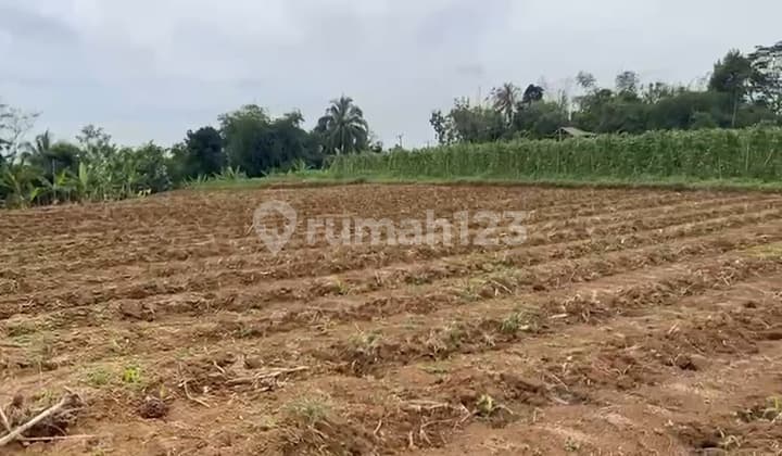 Tanah Luas di Ciomas Bogor