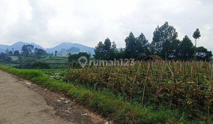 Tanah SHM Area Perkebunan 2.689 m² Lembang, Bandung