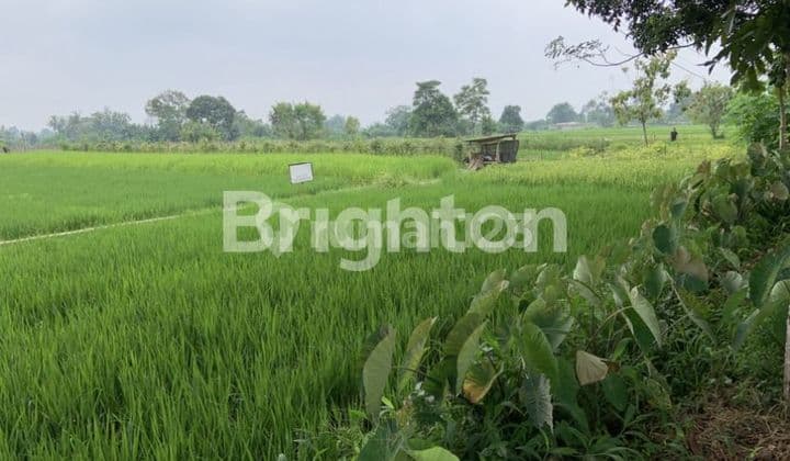 dijual tanah sawah sleman