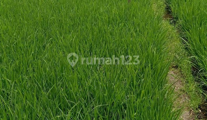 Rare Price .. Paddy Field Land for Sale with Large Area in Gedebage, Bandung