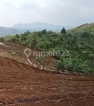 Tanah Dijual Sangat Luas di Area Cibeber, Kota Cianjur