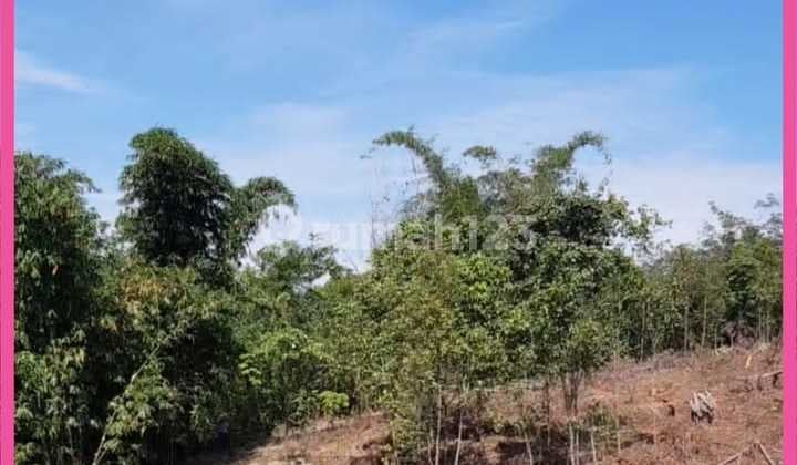 Super Cheap Land for Sale in Lebak Cipanas, Banten. Only 50k per m2.