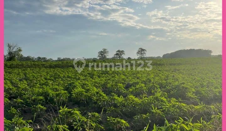 Dijual Tanah Siap Bangun Di Way Pengubuan, Lampung Tengah. Shm.